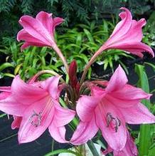 Crinum x 'Super Ellen'