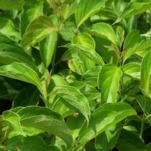 Cornus sericea 'Kelseyi'