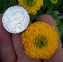 Constantine Buttercup