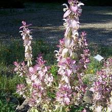 Salvia sclarea var. turkestanica