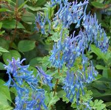 Blue Corydalis
