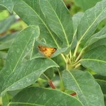 Daphniphyllum himalaense var. macropodum (UNSEXED)