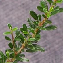 Cotoneaster microphyllus var. thymifolius