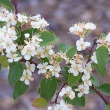 Cotoneaster multiflorus