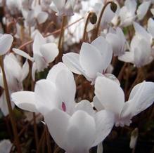 Cyclamen hederifolium ''silver / pewter leaves and white flowers''