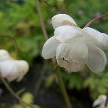 Anemonopsis macrophylla ''white-flowered form''