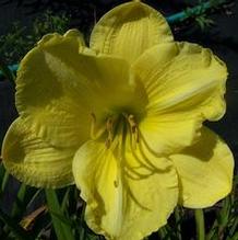 Hemerocallis 'Honeoye Royal Plate'