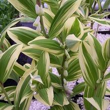 Polygonatum odoratum 'Carlisle'