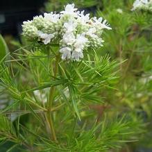 Pycnanthemum tenuifolium 'Campbell Carpet'