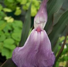 Roscoea purpurea 'Brown Peacock'