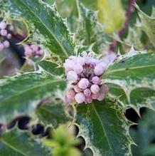 Holly