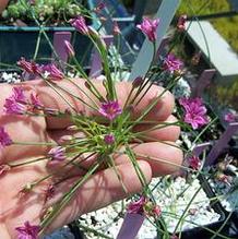 Allium neriniflorum