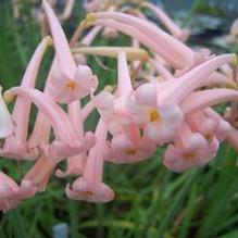 Cyrtanthus mackenii 'Hobgoblin'