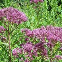 Eupatorium purpureum 'Joe Napoleon'