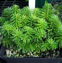 Abies koreana 'Gus'