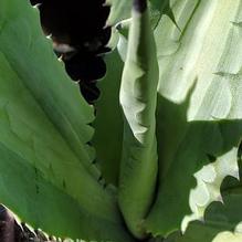 Agave americana subsp. protoamericana 'Lemon Lime'