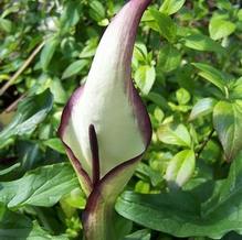 Arum euxinum