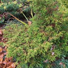 Chamaecyparis obtusa aff. 'Tsatsumi Gold / Lemon Twist'