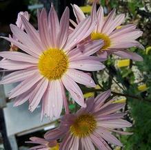 Chrysanthemum weyrichii 'Apricot'