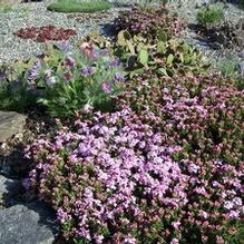 Daphne cneorum var. pygmaea