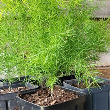 Asparagus schoberioides