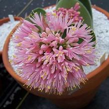 Haemanthus humilis