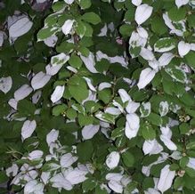 Actinidia kolomkitka 'Arctic Beauty (MALE)'