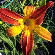 Hemerocallis 'Olallie Quinn'