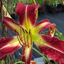 Hemerocallis 'Trip to the Top'