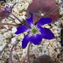 Liverwort