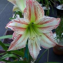 Hippeastrum x 'Sunshine Superstar'