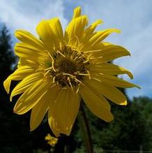 Silphium terebinthinnaceum