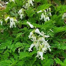 Dicentra eximia 'Alba'