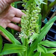 Eucomis comosa 'Peace Candles'