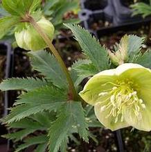 Helleborus multifidus ssp. bocconei WM.9905.W.Sicily