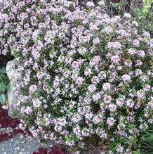 Daphne x napolitana 'Meon'