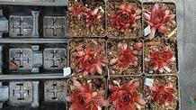 Hens and Chicks