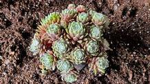 Sempervivum arachnoideum 'Spumanti'
