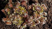 Sempervivum 'Urmina'