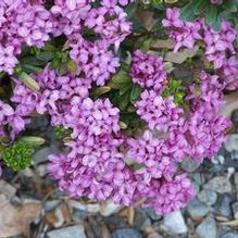 Daphne x rollsdorfii 'Wilhelm Schacht'