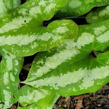 Asarum splendens 'Quicksilver'