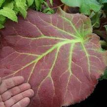 Bergenia pacumbis x ciliata 'Size Queen'