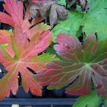 Geranium maculatum 'Vickie Lynn'