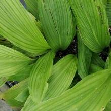 Aspidistra subrotata var. crassinervis