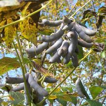 Deadman's Fingers