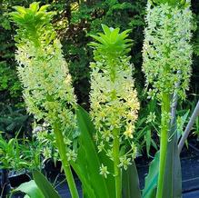 Eucomis autumnalis 'Wahroaneta Giant'