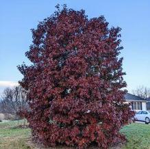 Quercus x sternbergii