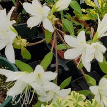 Azalea 'Koromo Shikibu White'