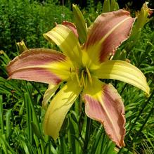 Hemerocallis 'Jorie'