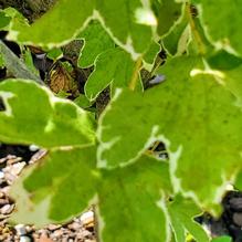 Acer campestre 'Twisted Halo'